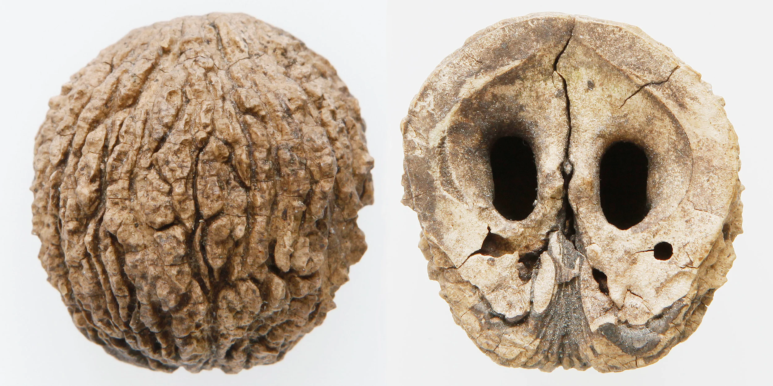 INAWILDERWORLD_Skulls-19.jpg