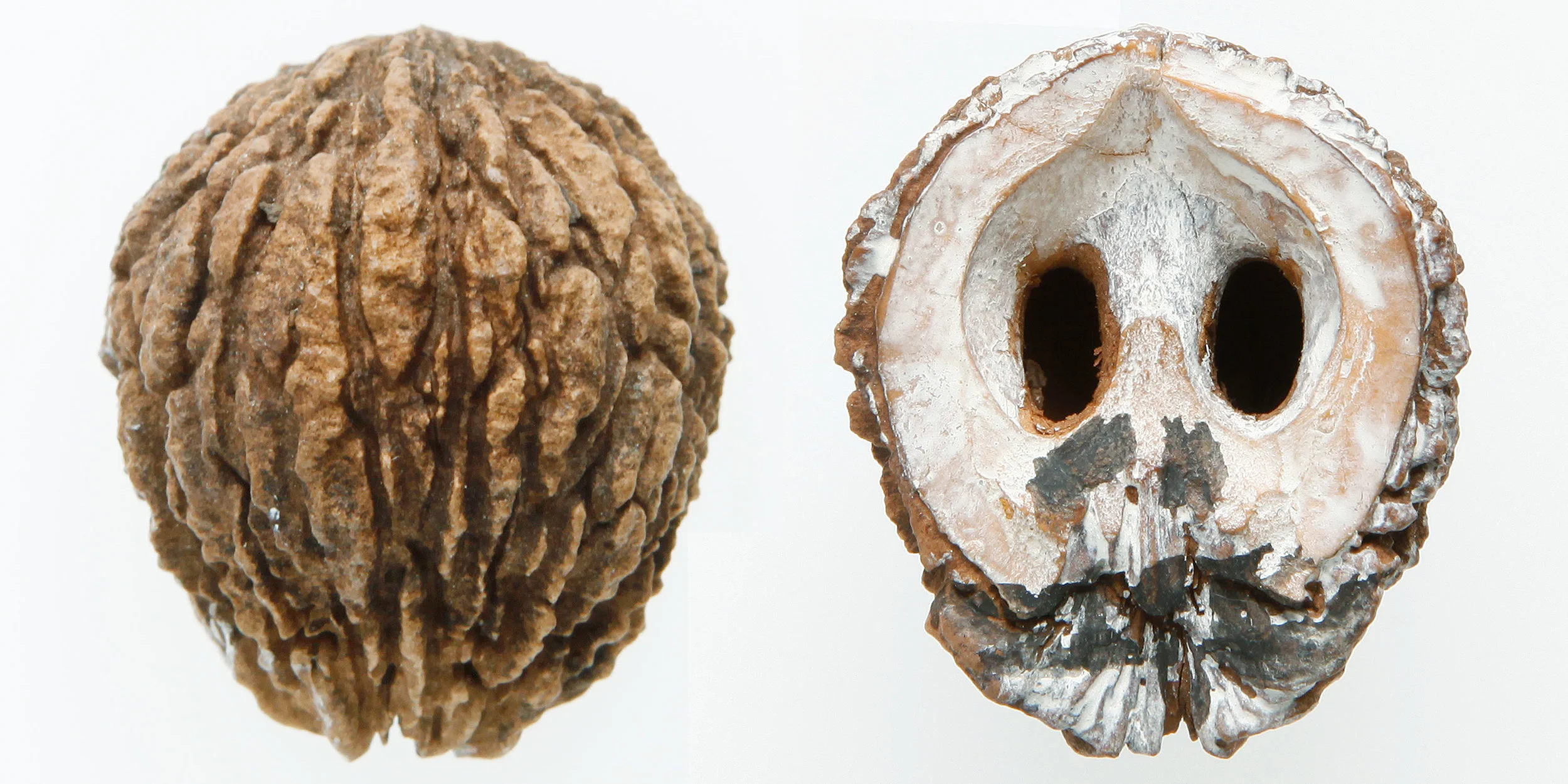 INAWILDERWORLD_Skulls-21.jpg