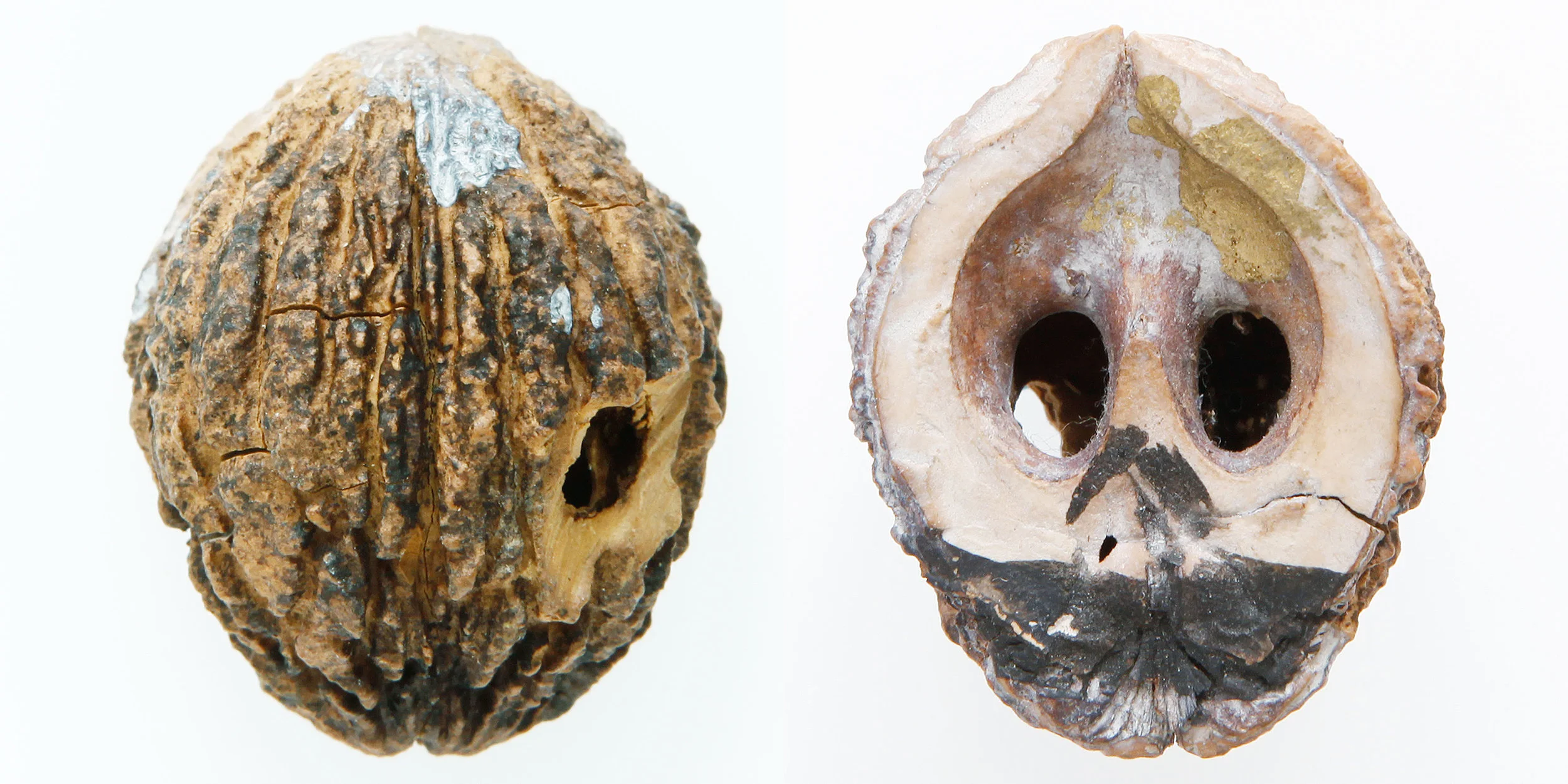INAWILDERWORLD_Skulls-23.jpg