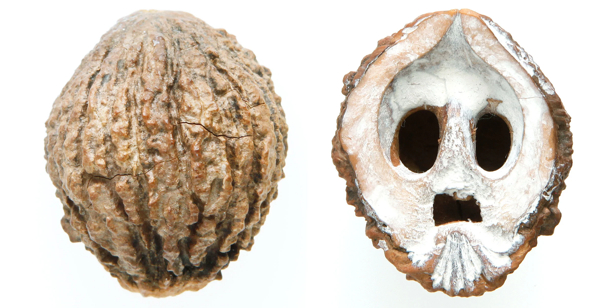 INAWILDERWORLD_Skulls-22.jpg