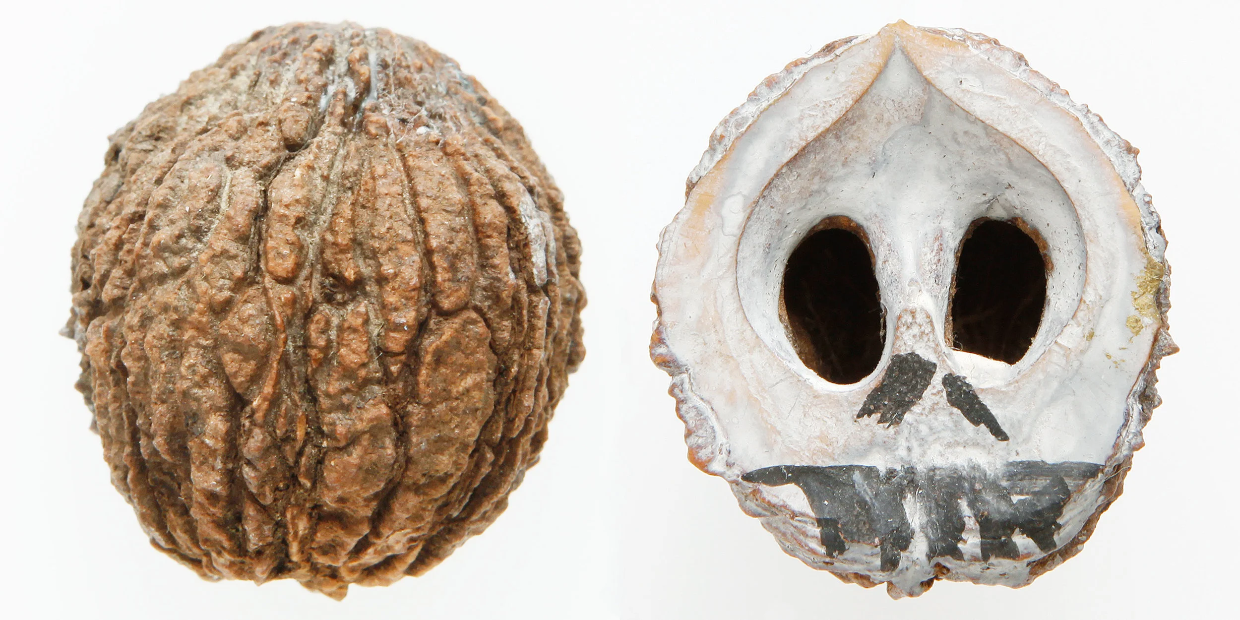 INAWILDERWORLD_Skulls-24.jpg