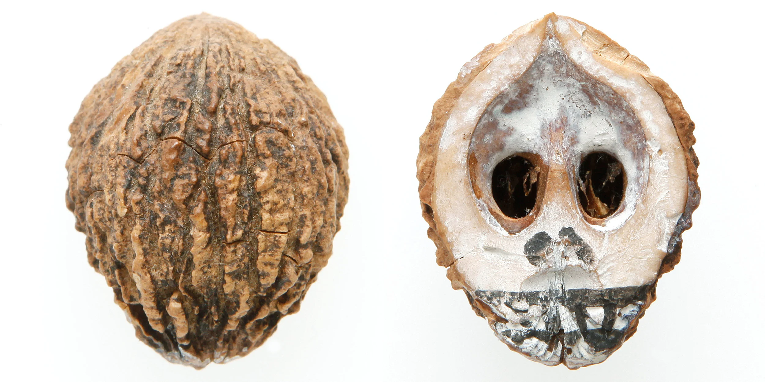 INAWILDERWORLD_Skulls-6.jpg