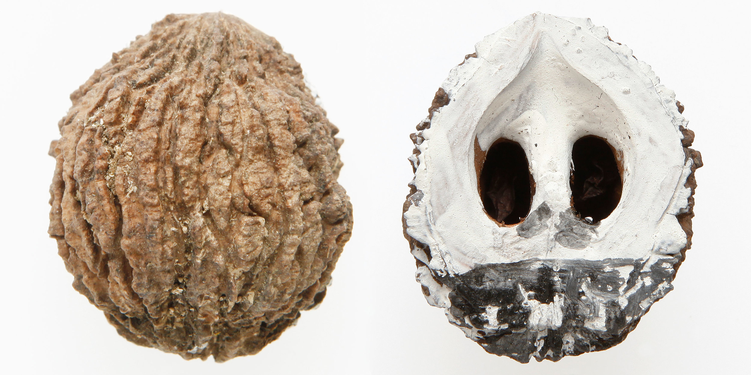 INAWILDERWORLD_Skulls-13.jpg