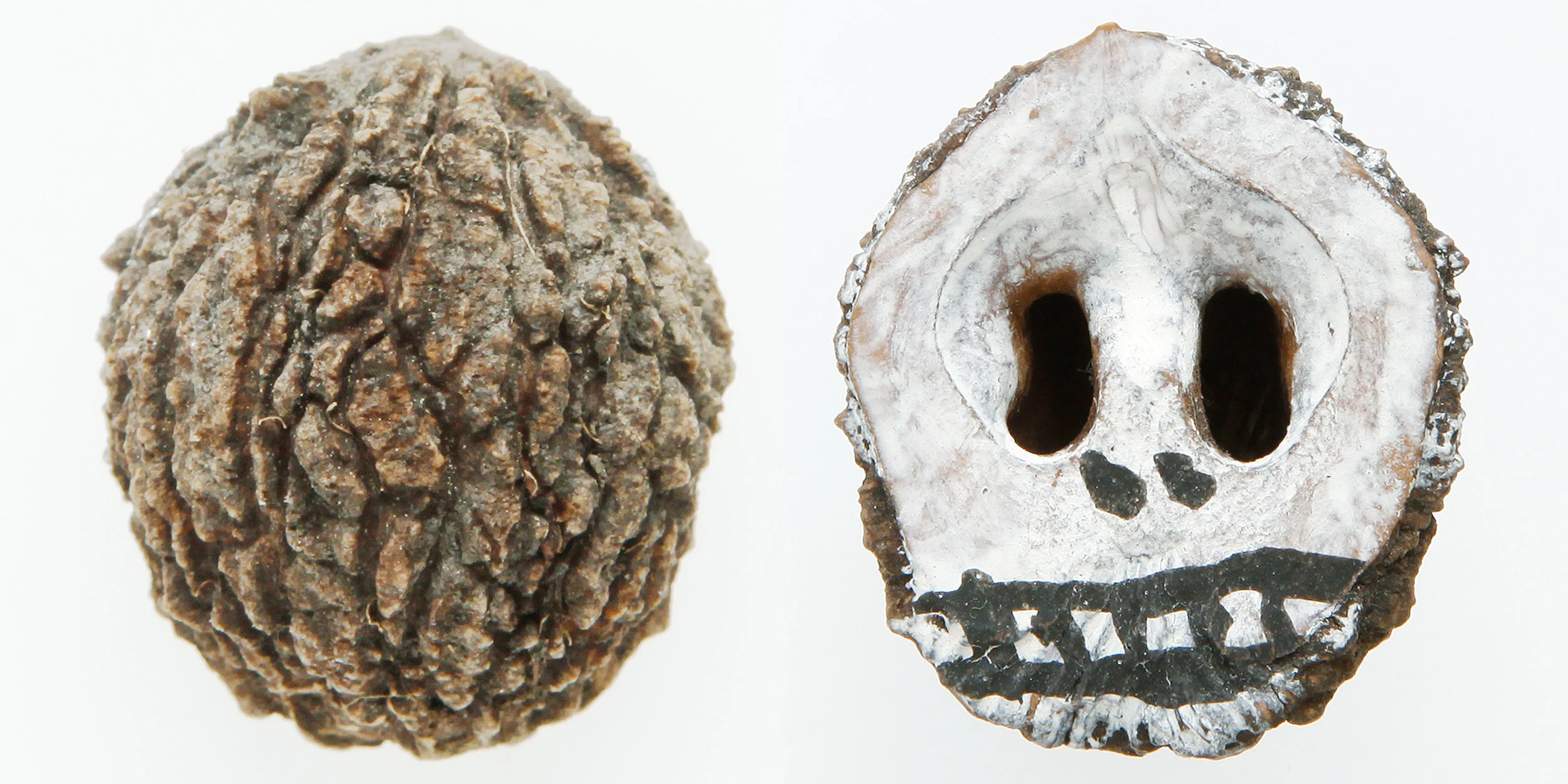 INAWILDERWORLD_Skulls-26.jpg