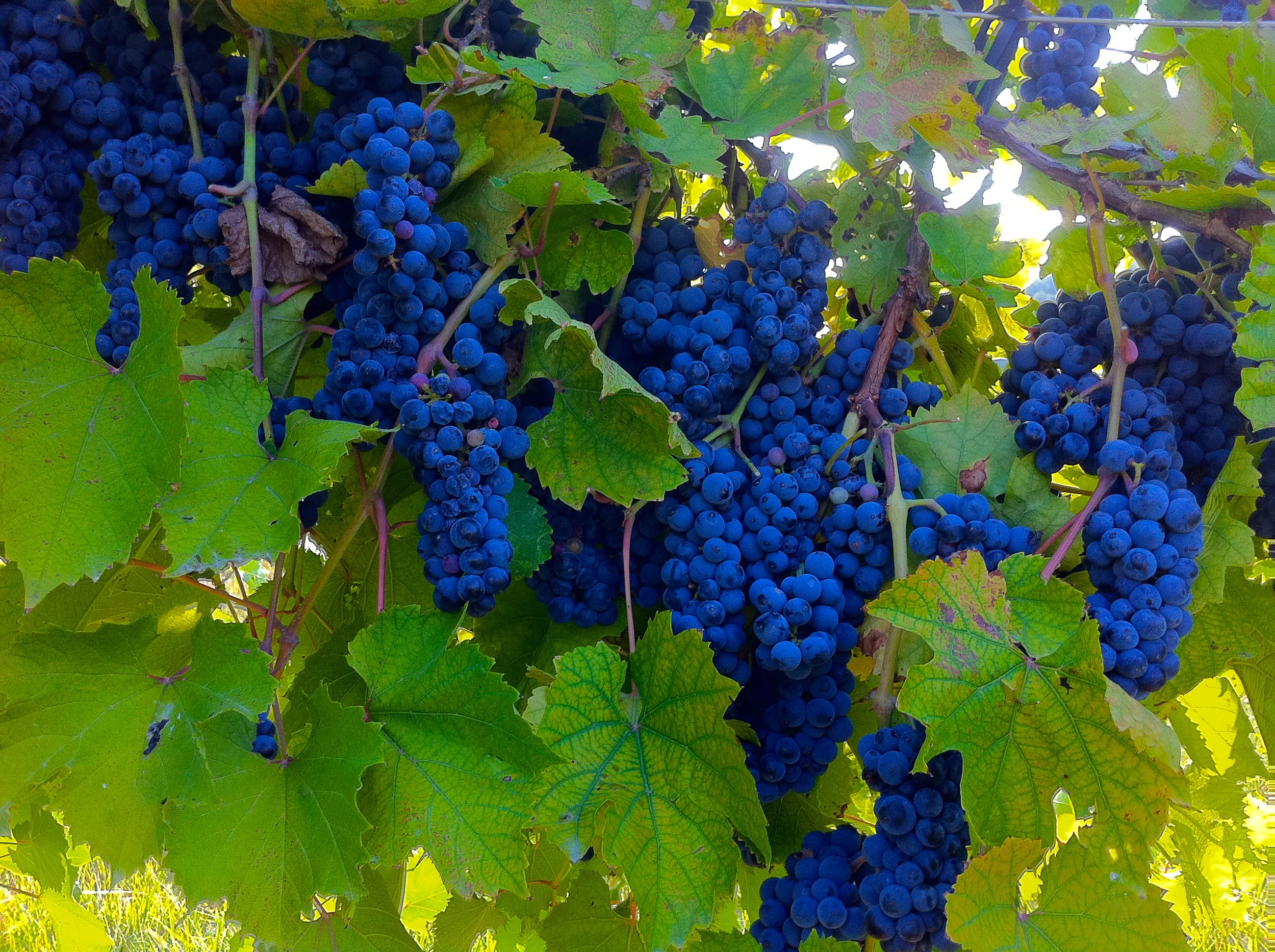 Frontenac grapes