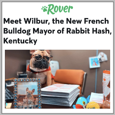 Rover: Petplan