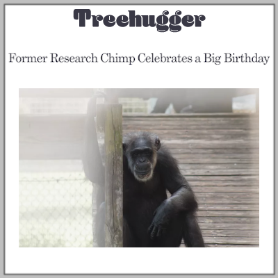 Treehugger: Save the Chimps