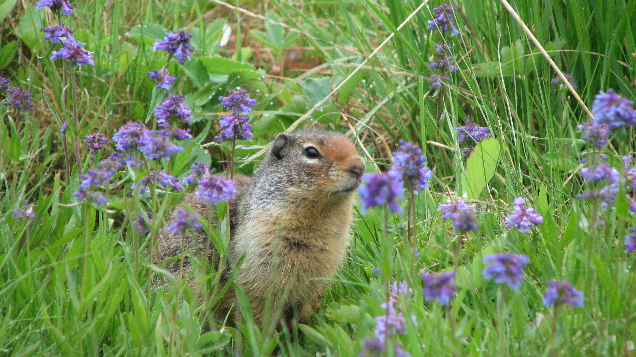 Richardson ground squirrel kananaskis (6).JPG