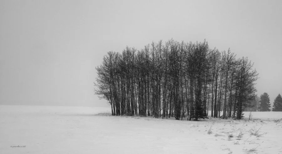 Standing Trees