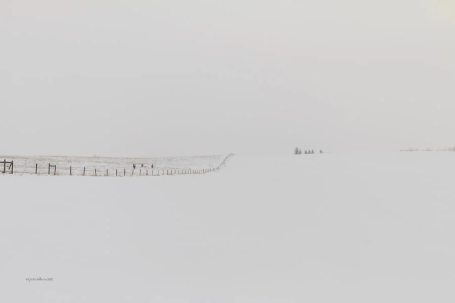 Horses in the Snow