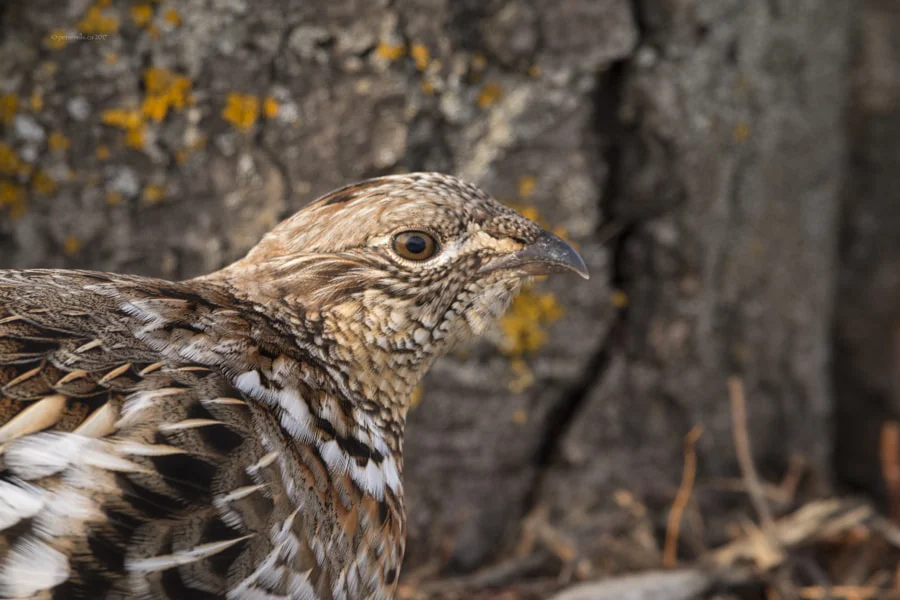 Grouse