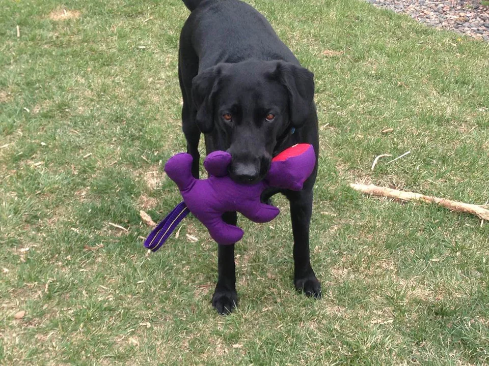 American Dog Products