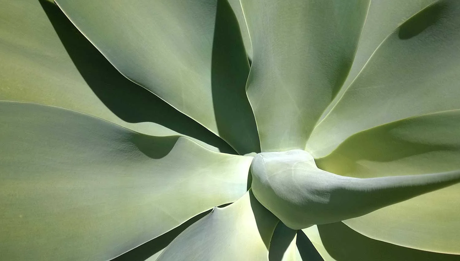agave.jpg