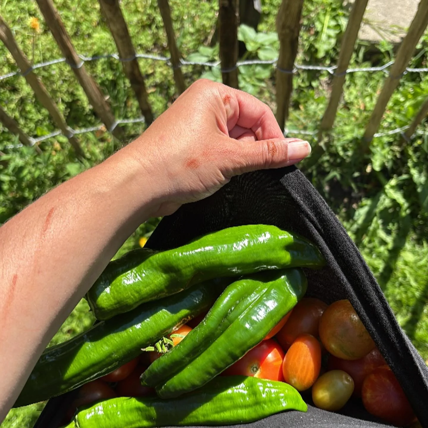 Painting and harvesting 🧡 
I don&rsquo;t have a lot of words these days. They will return no doubt. As Summer offers more sun and warmth, we&rsquo;re getting ready for the colder days. 
Change. In season. In life. Within. I find myself working throu