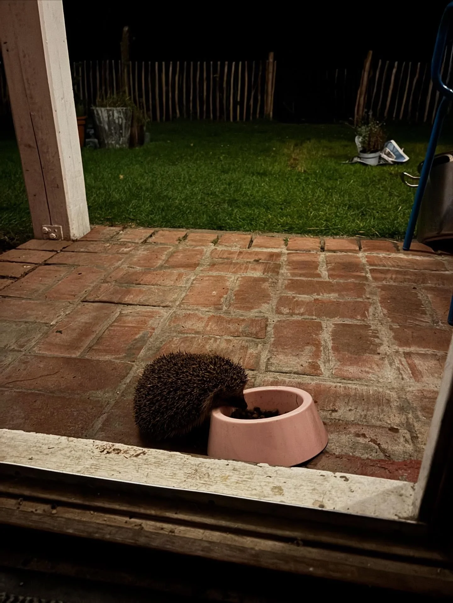 Well home after an amazing opening of the mentorship. 

No photos. Not one. But sharing one of the hedgehog by our front door the other morning. 
Because as we sat around the fire on day one, a hedgehog wandered by. I&rsquo;d like to believe it nodde