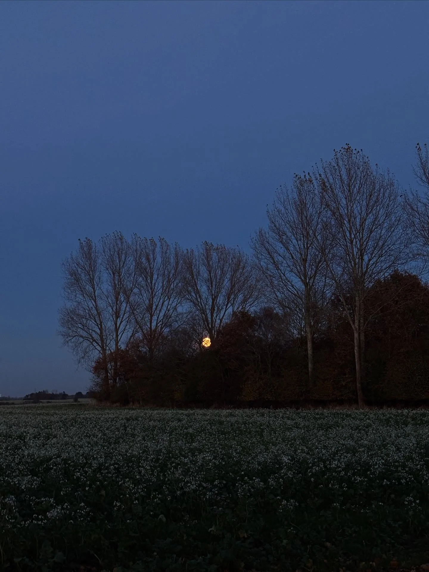 The moon that I have no doubt has risen up over tree tops and stopped beings in their tracks for millennia.

🌕

It did again today.