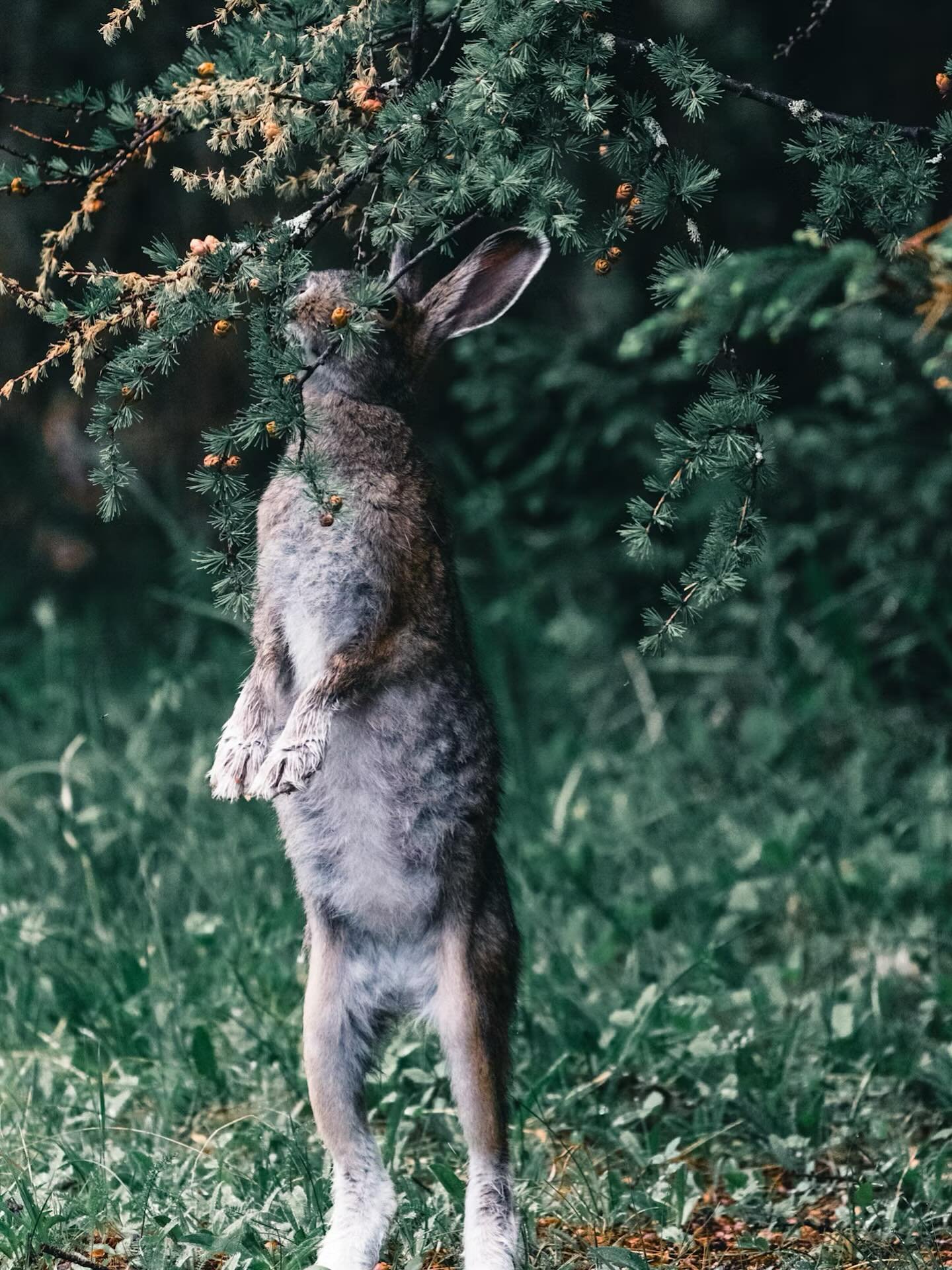 The scholarship application for the Earth Medicine Mentorship (international) 2026 is open. 💚 

For every offer I have, I offer scholarships. It is of real importance for me to be able to do so, this has been gifted to me several times and it means 