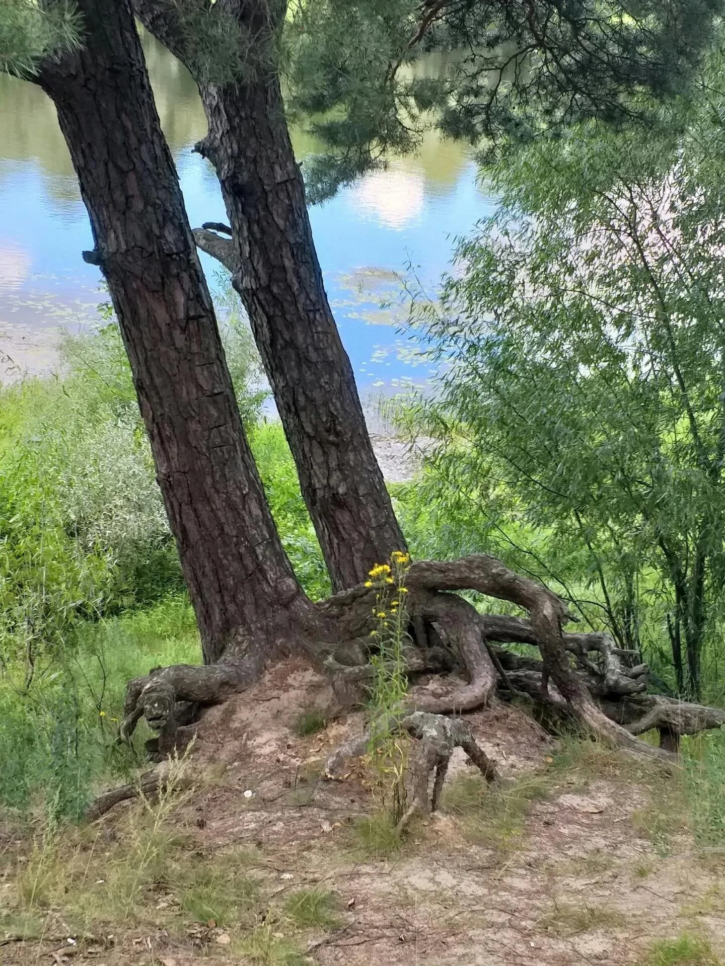 Der er igen &aring;bent for tilmelding til R O O T E D; foretnings fundament forl&oslash;b for soloselvst&aelig;ndige. ✨💚

dette forl&oslash;b er for dig der &oslash;nsker

at skabe en forretning der ogs&aring;! n&aelig;rer dig, s&aring; du ikke br&