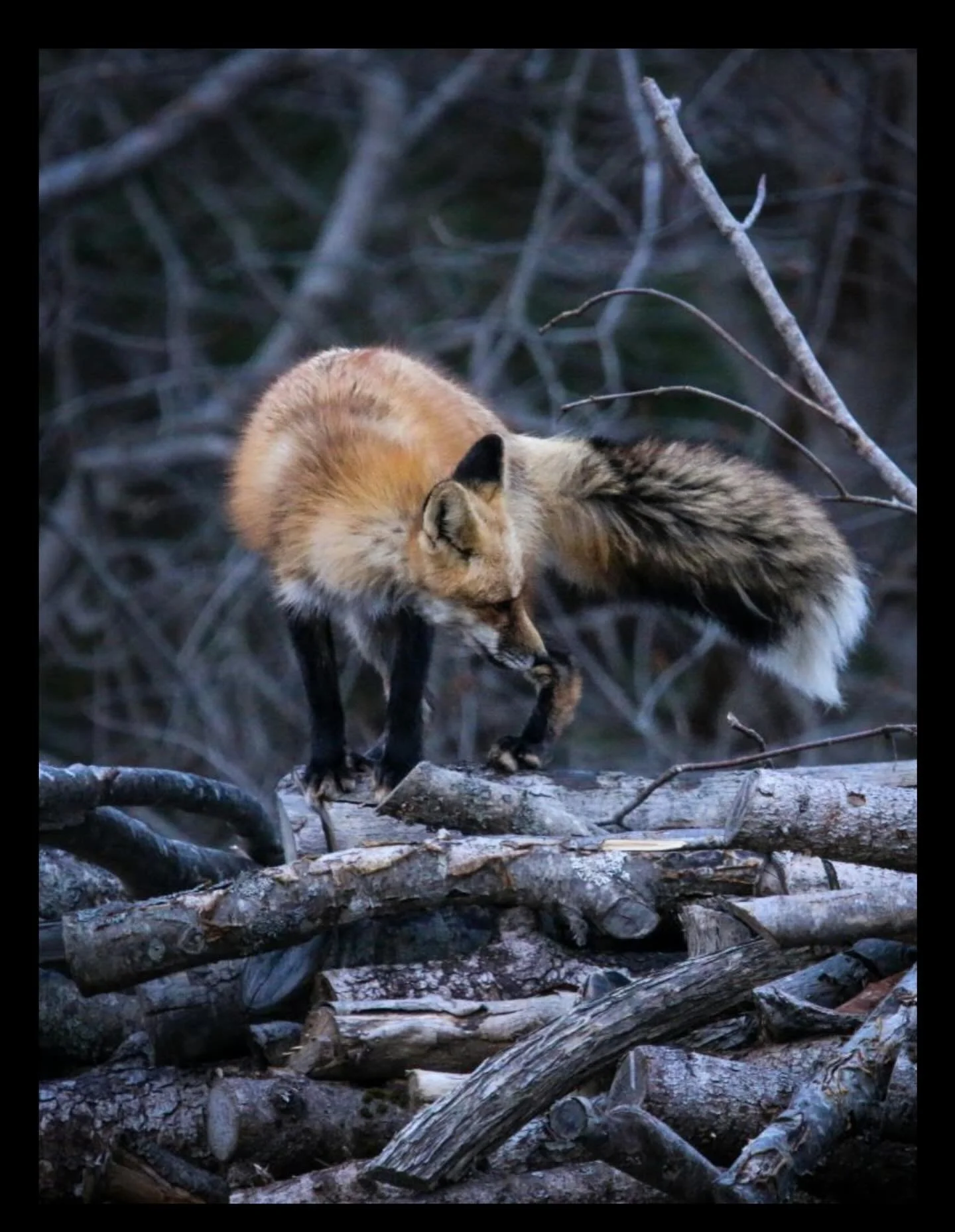 &ldquo;The next step in our cultural evolution, if we are to persist as a species on this beautiful planet, is to expand our protocols for gratitude to the living Earth&rdquo; Robin Wall Kimmerer

Well 2025 you&rsquo;ve been a wild beast. One that ha