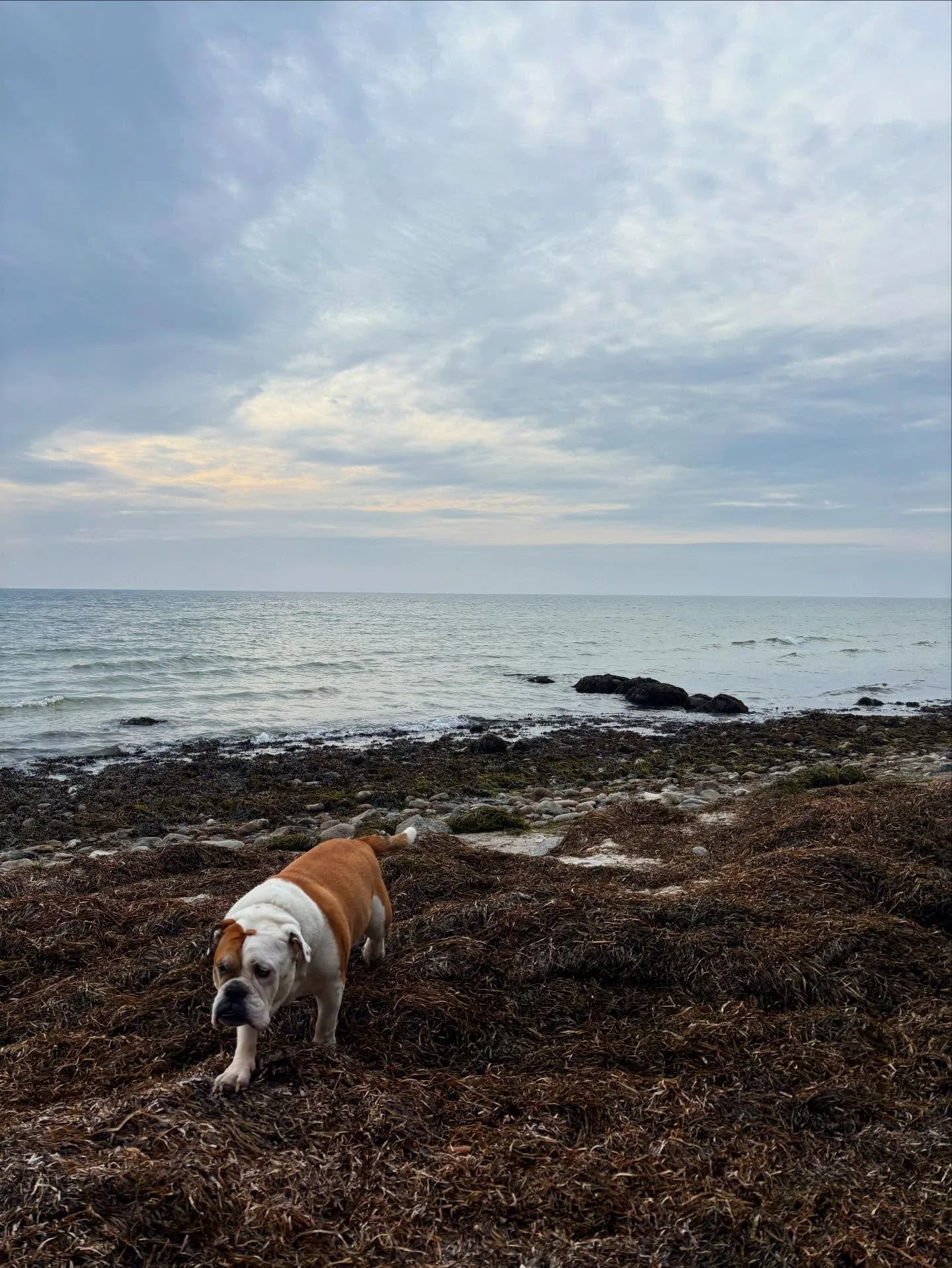 I think my favorite sentence for 2025 and the year to come is - to have agency! 

Maybe historically.

For animals. Plants. Indigenous People&rsquo;s. For black and brown people. For men and women and the non binary. For oceans and forests. For those