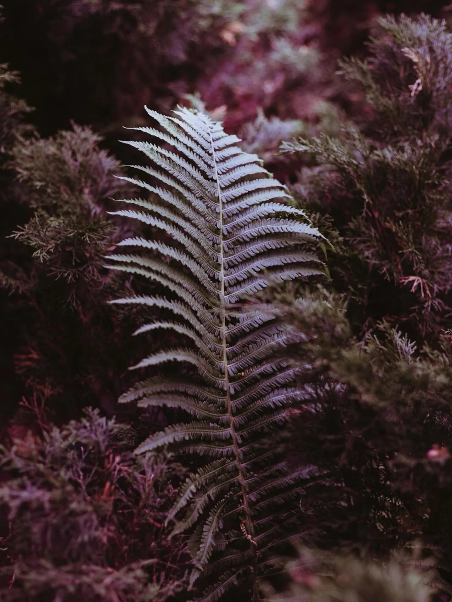 Deep in the land of exam writing and diving into the questions of representation, ethnicity, culture identity and indigenous expression. Not really a question of &lsquo;is&rsquo;, more so &lsquo;how is&rsquo; indigenous people&rsquo;s art, expression