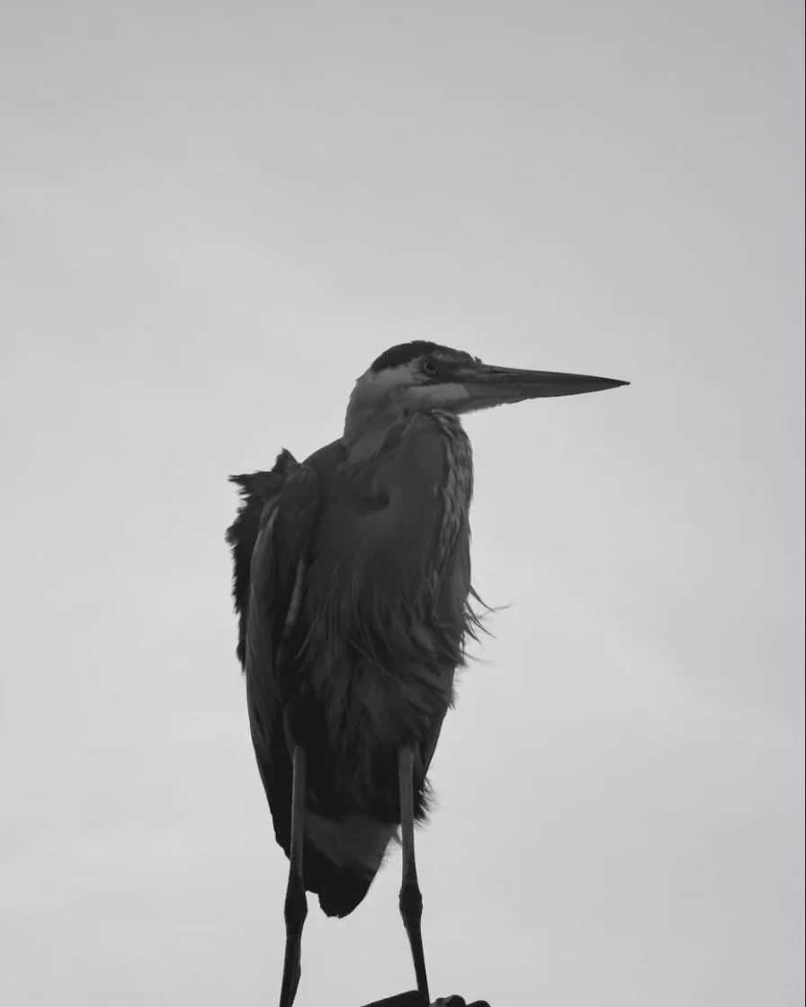 Yesterday I had a beautiful conversation with Madelaine Ley for her upcoming podcast series. As we dove into her initial questions, we kept circling back to and around the same things. Enough. Slowness. Relationship to kin, to land. And what is a res