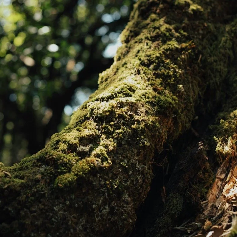 Come April, people from many corners of the World gather around to embark on a journey of earth medicine, relationship, story, leadership and voice. 

From Denmark, Columbia, UK, Norway, France, Canada - so far. This is the gift of online. Diversity,