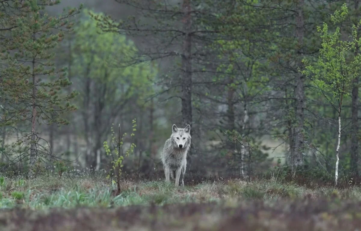 I remember as a child, I was walking with Gram us the hill in North West River. As I remember it, down the road we saw a wolf standing. And it walked off. So did we. That was it. 

Once again the wolf conversation in Denmark is blowing up. As it does