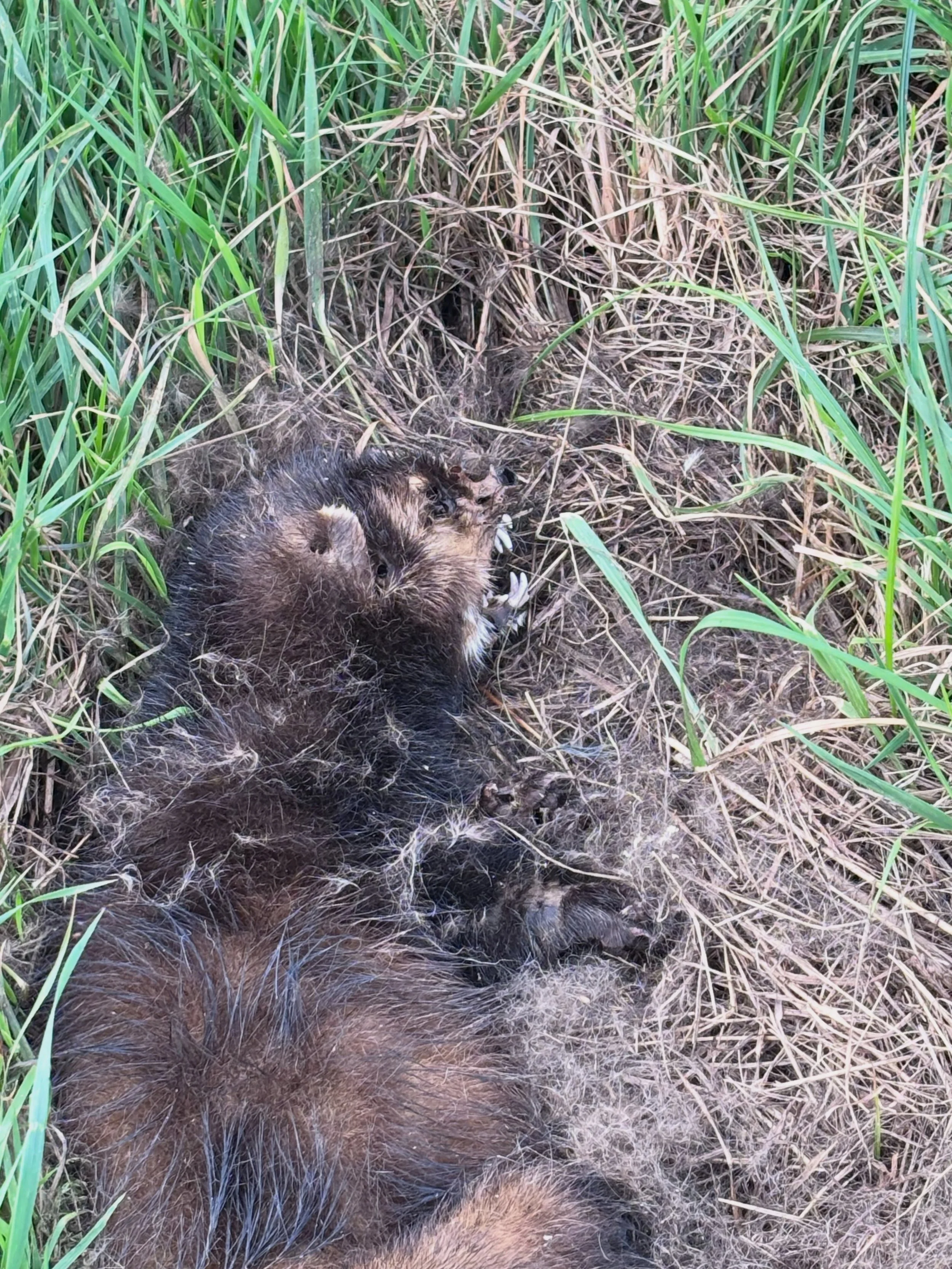 Animal encounters this week ✨

Just before I hauled out my phone, the hare sneezed. Such a cute thing! 

The Marten on the side of the road was a beauty. Even in this part of the cycle.

You can see why it has close ties to the wolverine. 

I remembe