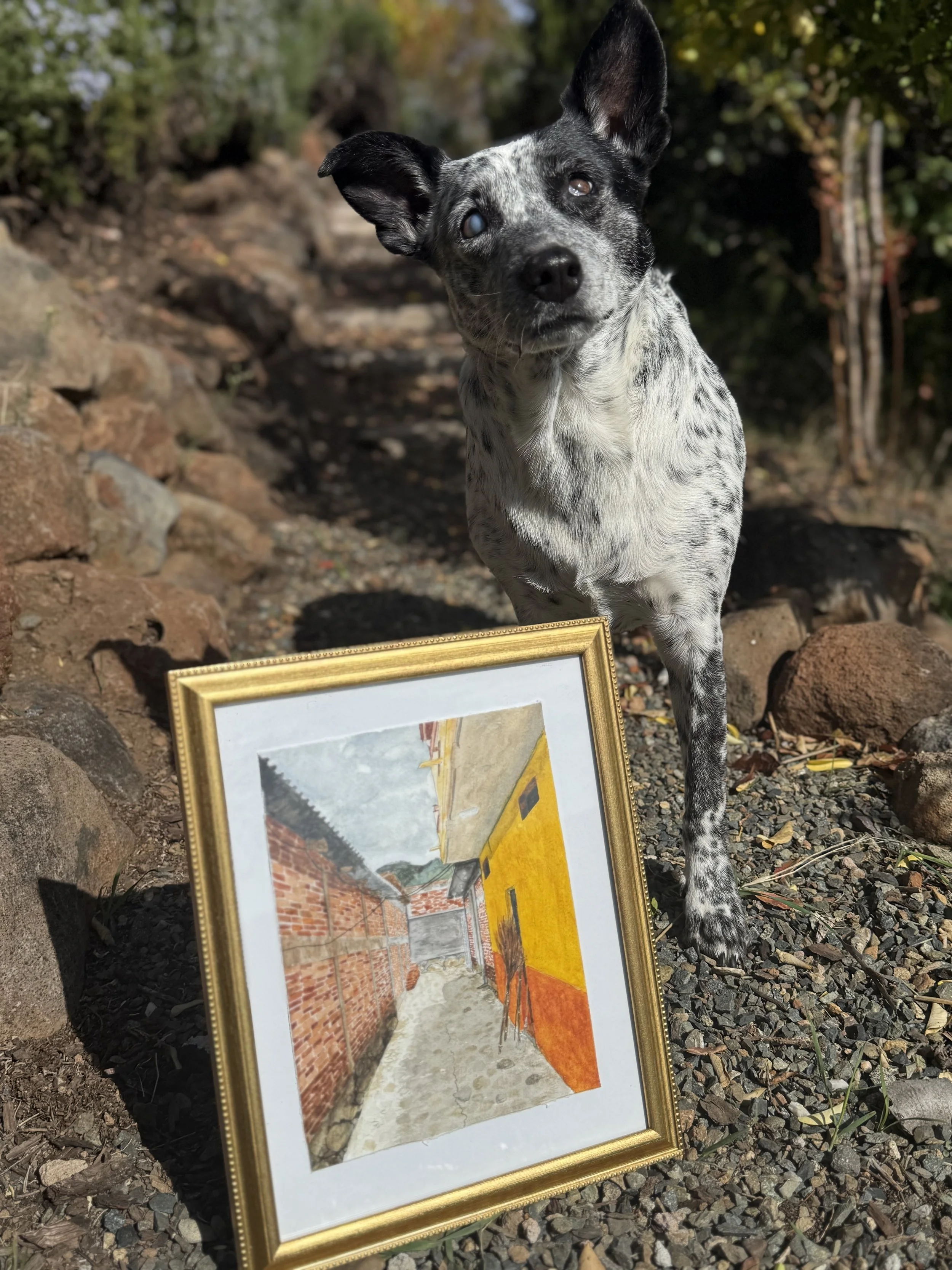 Cattle dog stands behind framed watercolor painting outdoors.
