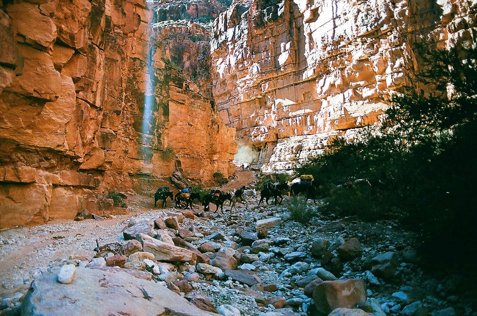 Tourists pack their car camping tents, air mattresses and suitcases on mules heading into Supai Village. Mail comes out of the canyon on hoof, too - Supai is the only place in the U.S. where the Postal Service still effectively relies on the Pony Express. 