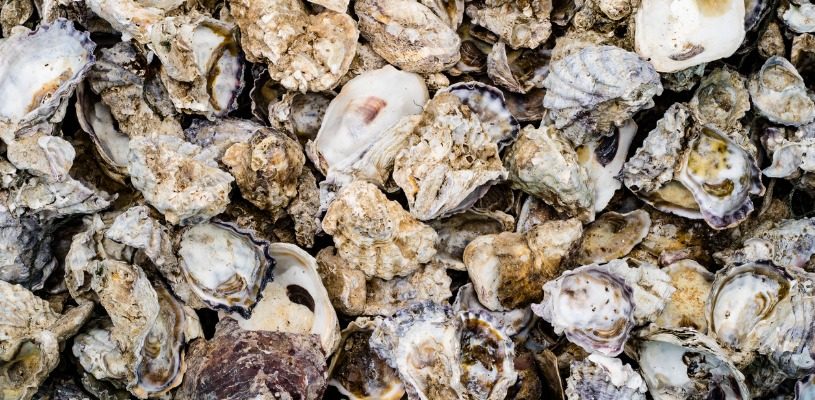 The New Natural: Finding Fabric Innovation in Food Waste and Farming
