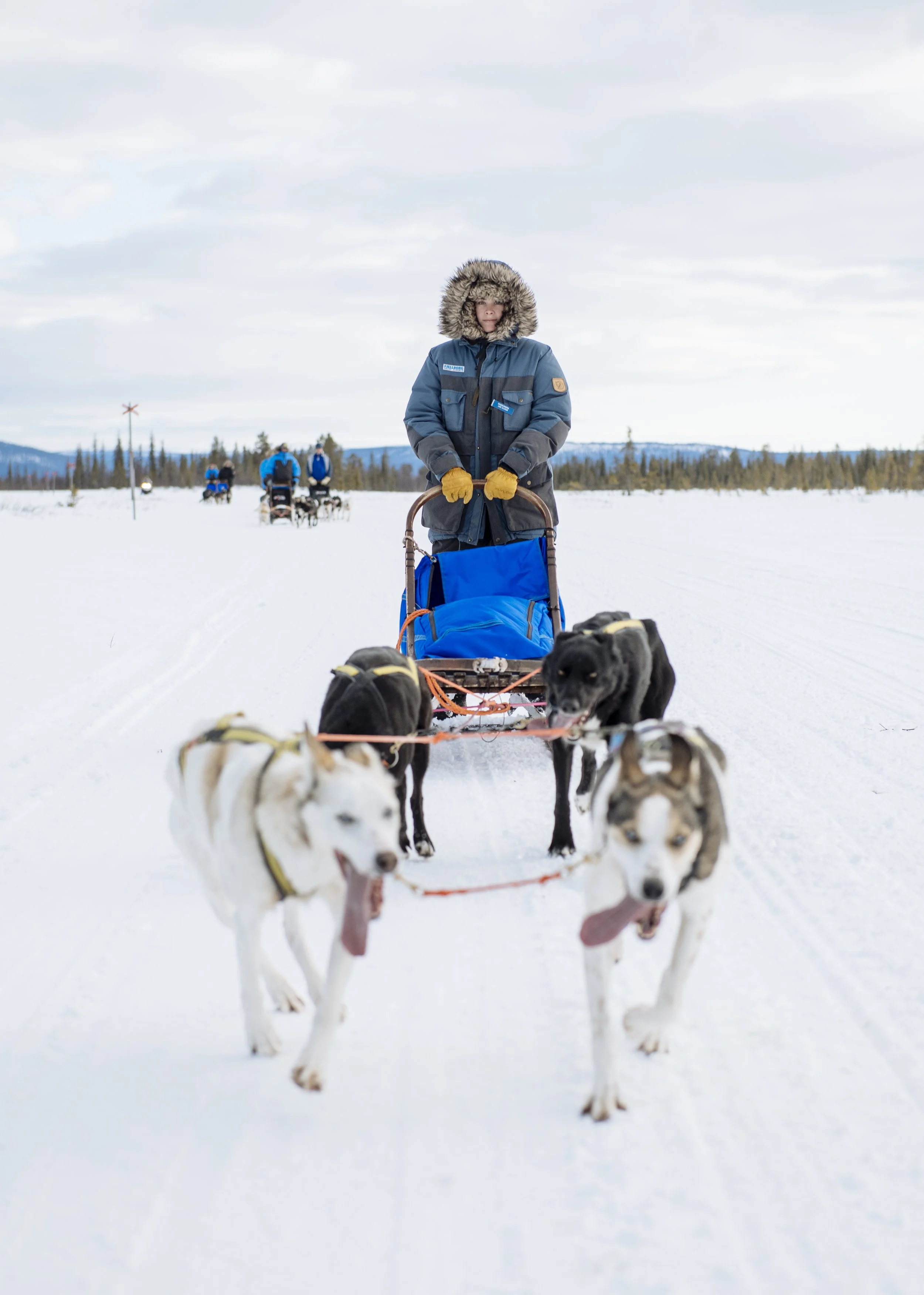 My Arctic Dogsledding Trip was the Ultimate Adventure for Ordinary People