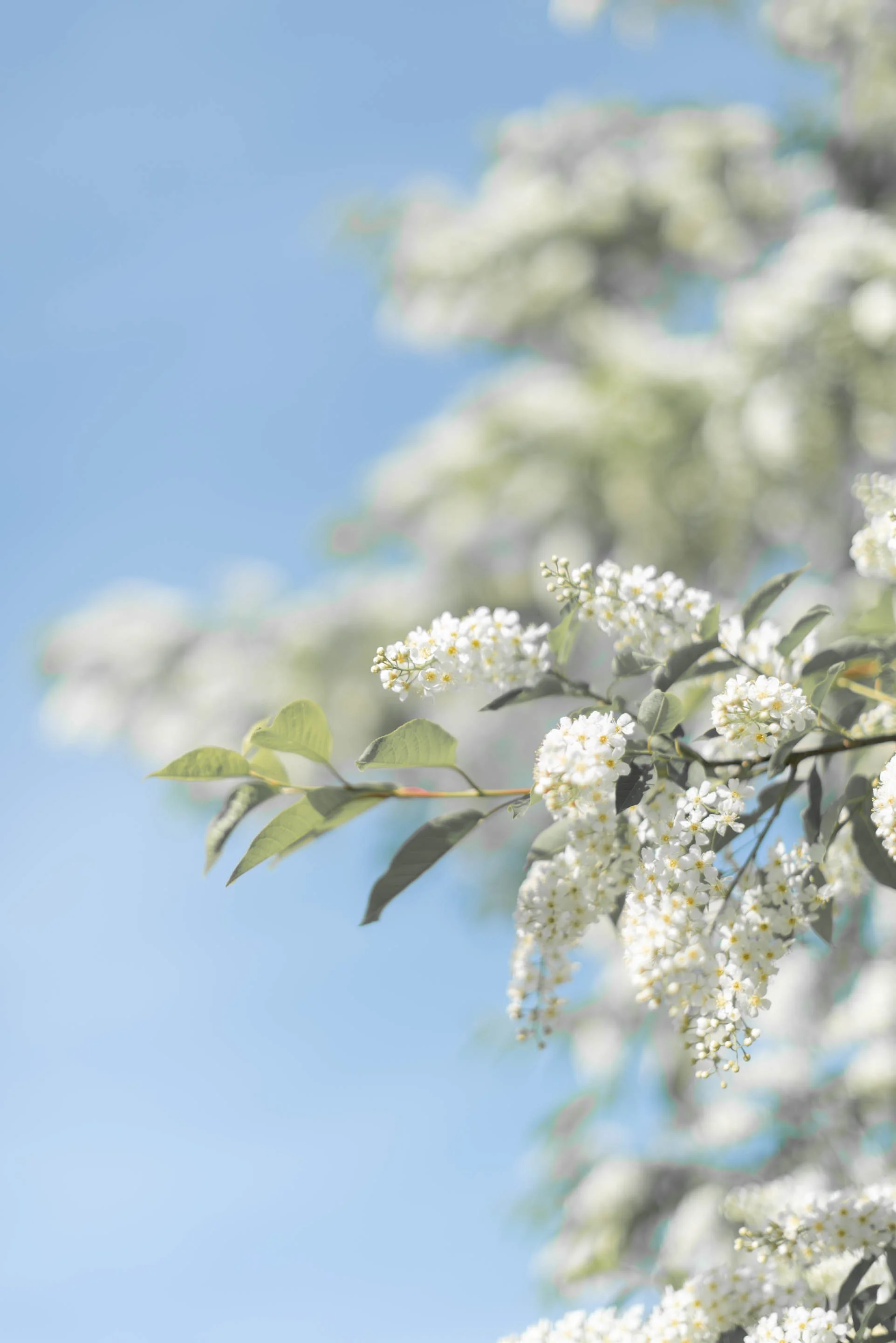 May Day
