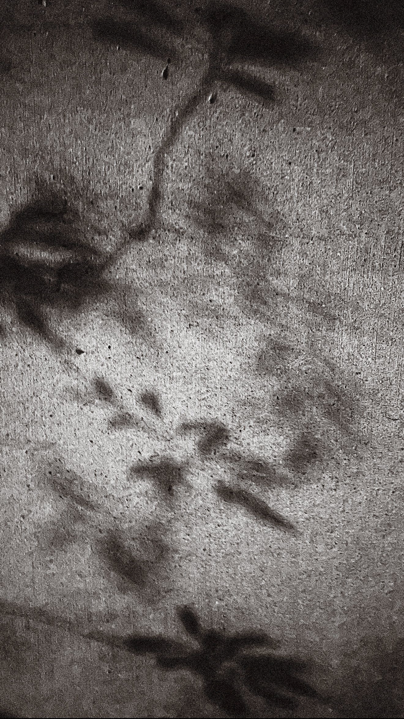 Botanical Shadows