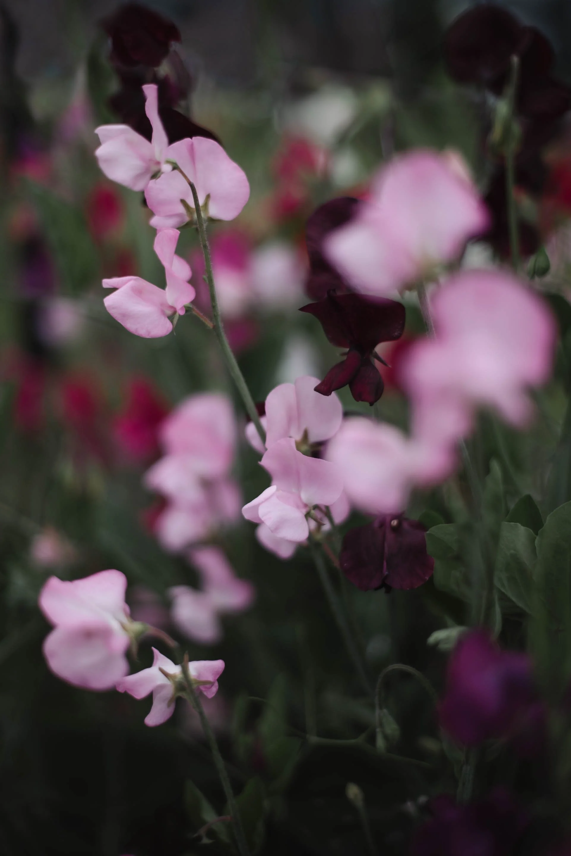 Watercolor Sweetpeas
