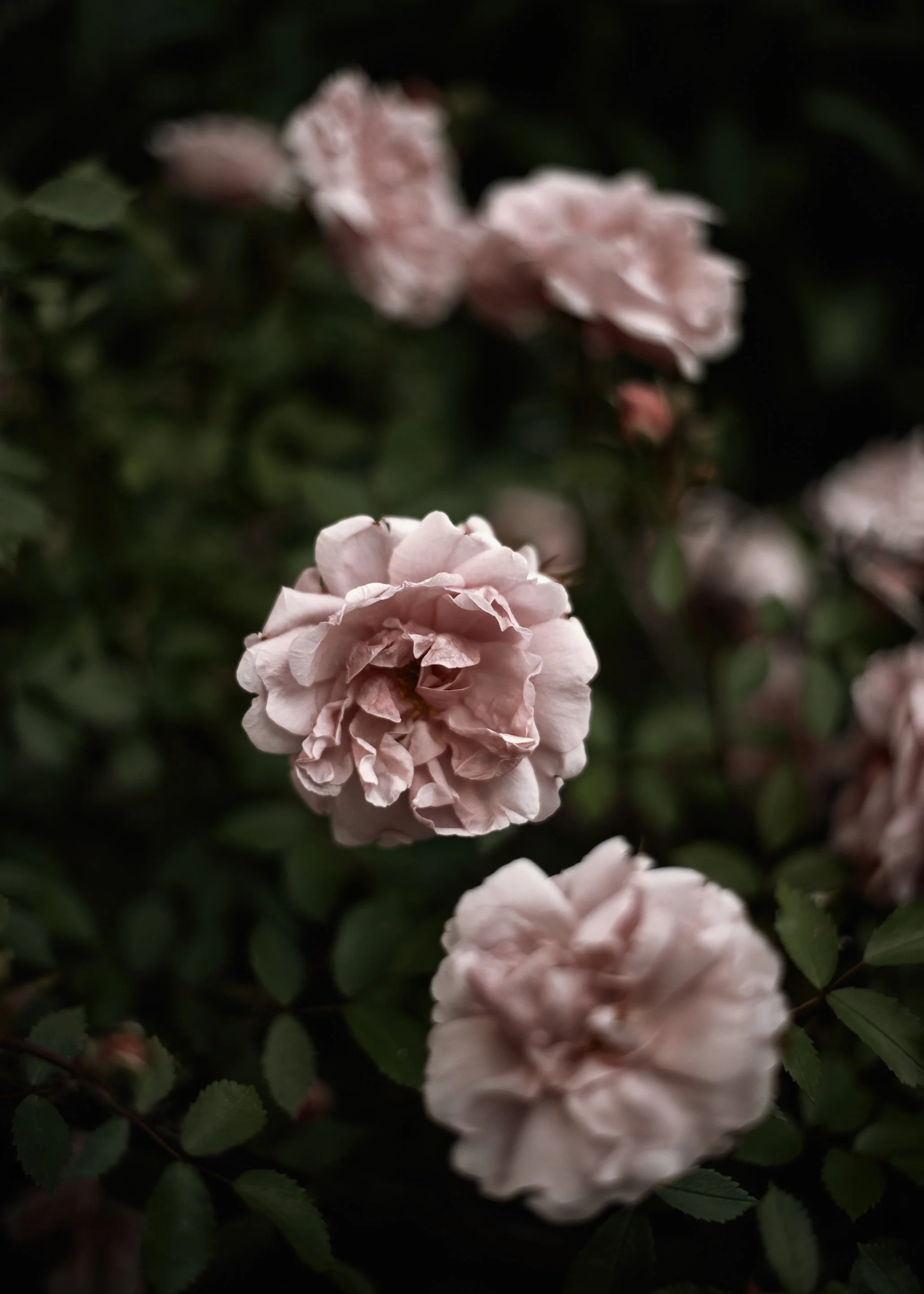DSC_7734-Edit.jpg