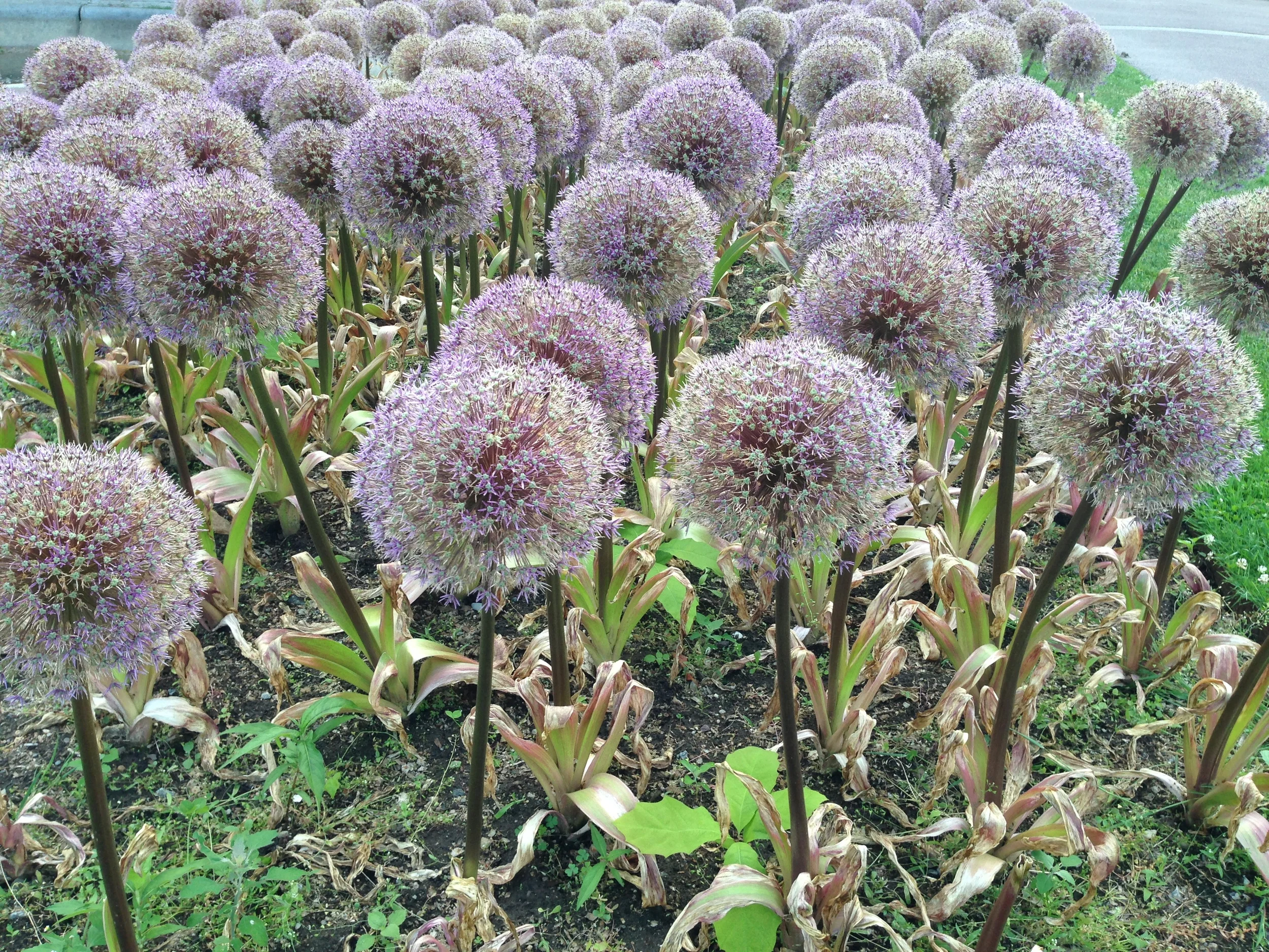 Why The DLPFC is The Coolest Part of The Brain