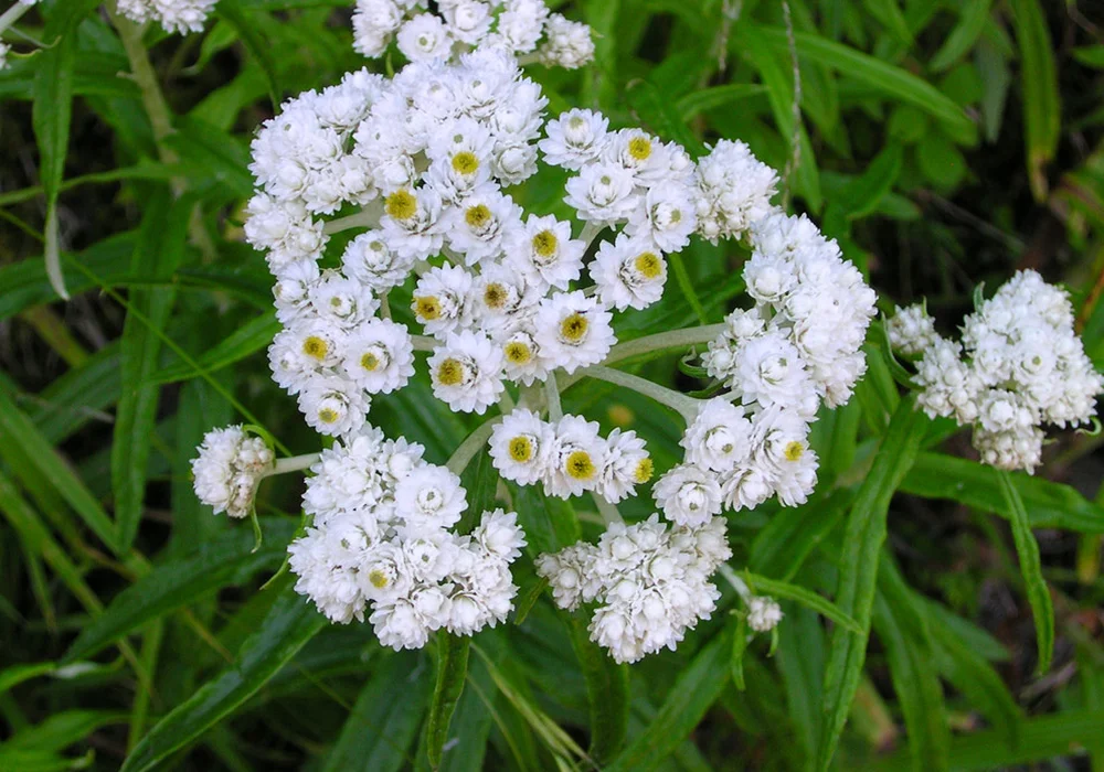 Pearly Everlasting