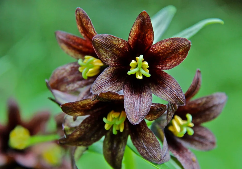 Black Lily