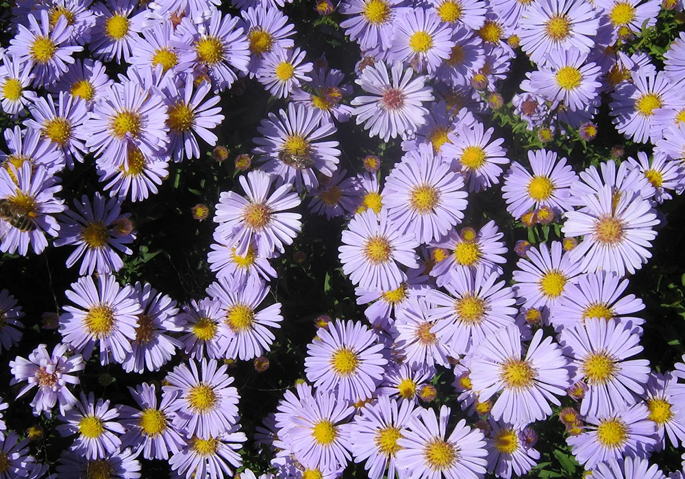 Douglas Aster