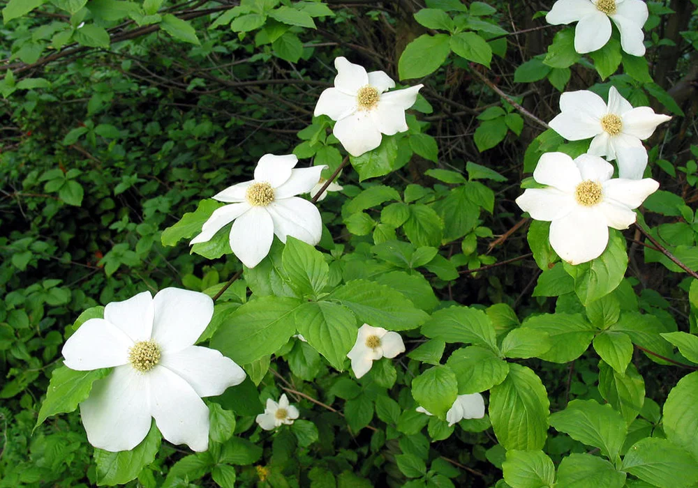 Pacific Dogwood