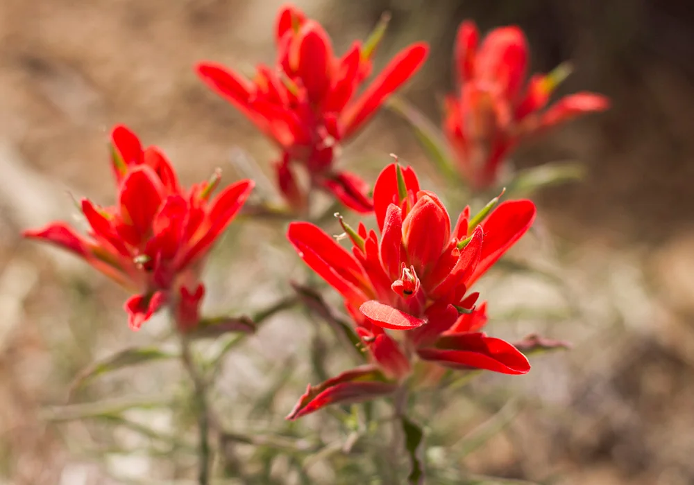 Castilleja