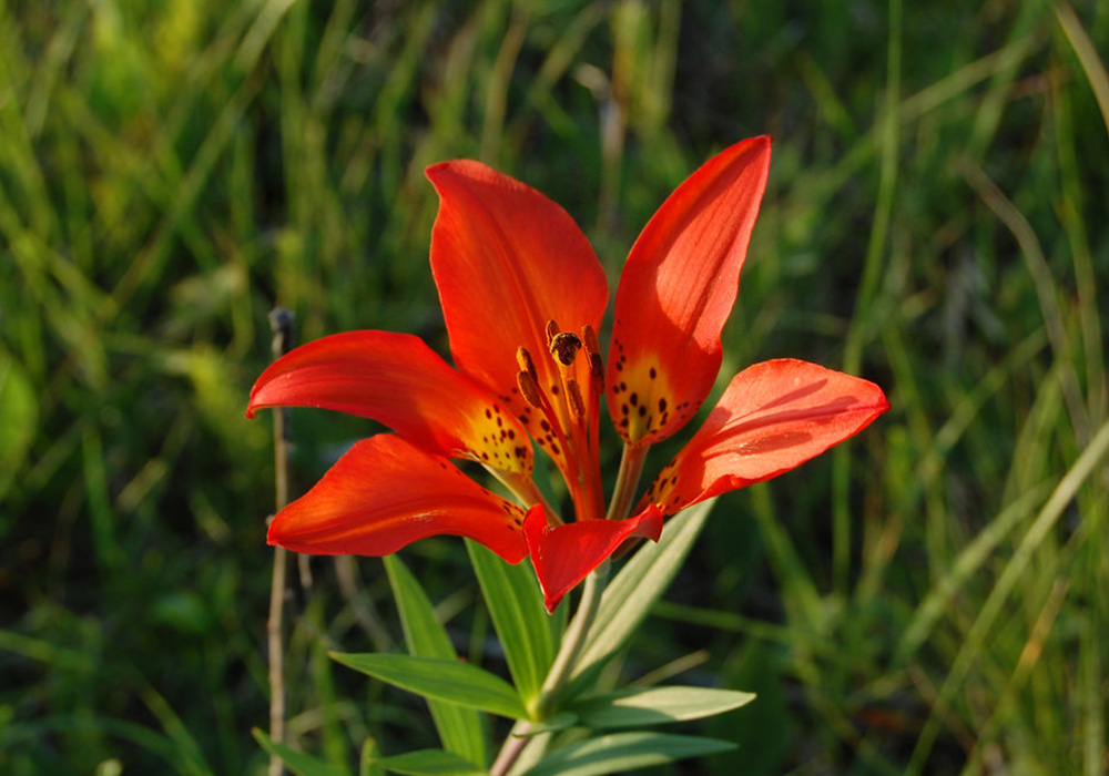 Western Red Lily
