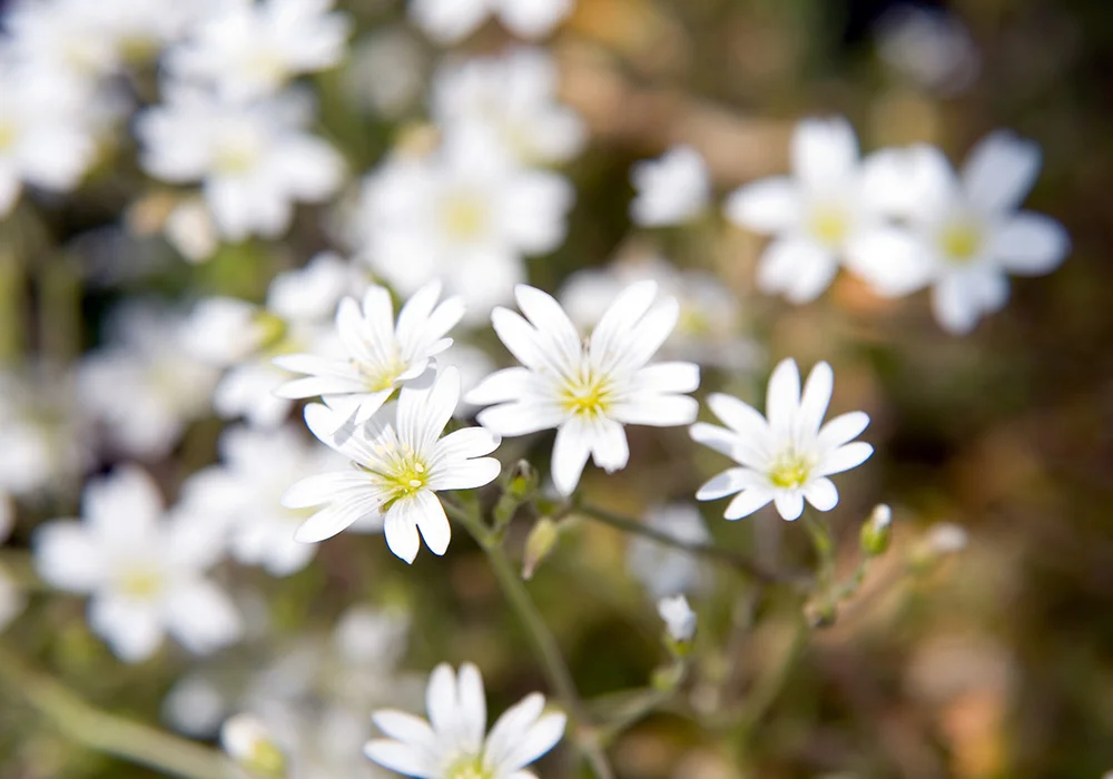 Field Chickweed