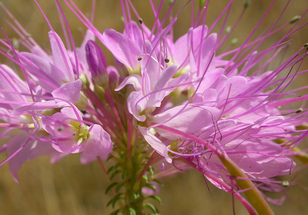 Pink Cleome