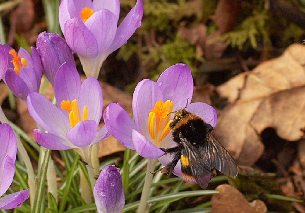 Prairie Crocus