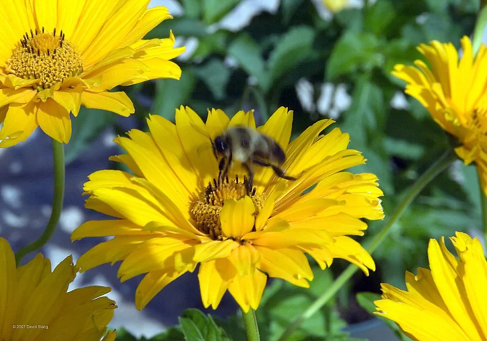 False Sunflower