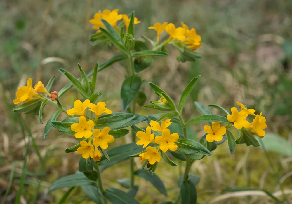 Hoary Puccoon