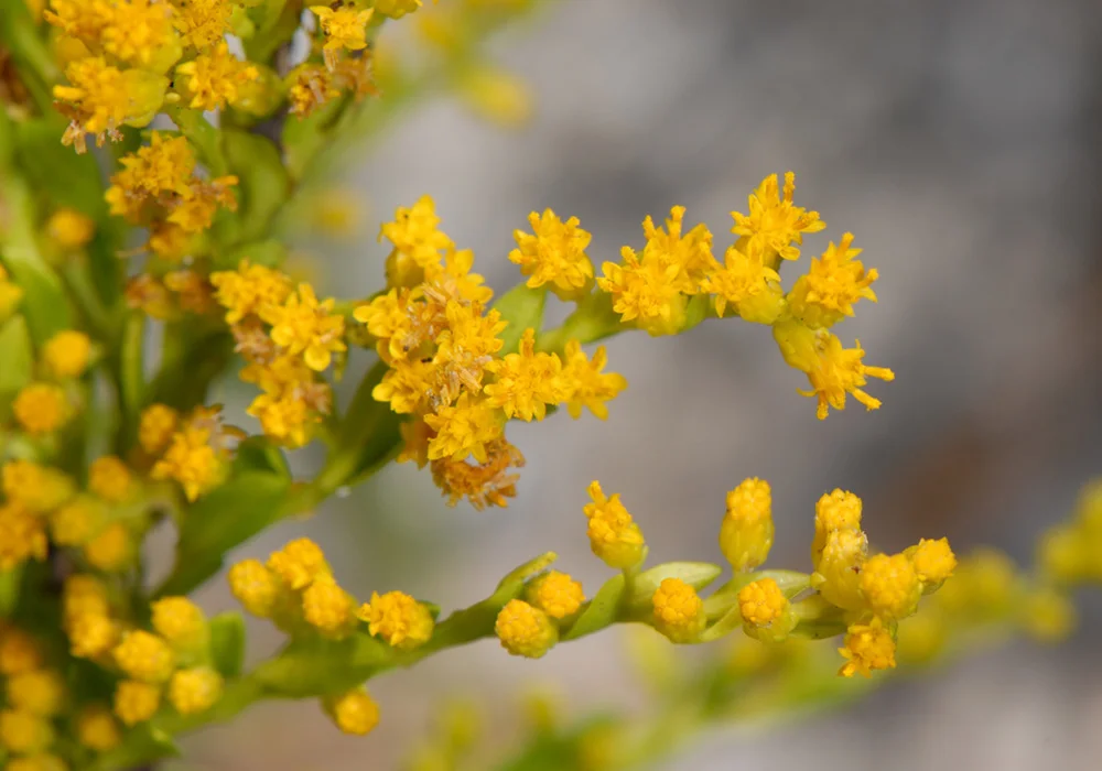 Rigid Goldenrod
